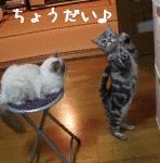 Reo_Rara's profile picture. YouTube初期、おねだり上手なアメショーとツンデレなラグドールの動画をUPしていました。現在はメダカのビオトープ、家猫修行むぎ＆ちょこの動画をupしています。↓Reo Rara’s ch.登録してにゃ❣️リウマチ＆難病MCTD持ちで腎臓機能低下。坐骨神経痛悪化👉LINEスタンプreoraraGanmo