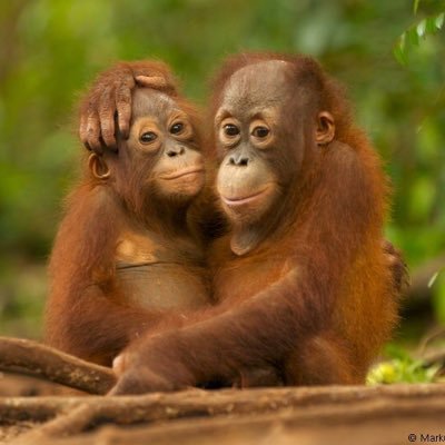 PalmoilStop's profile picture. lets make a difference in our planet! this planet isn't just for us! its for all the animals as well! stop palm oil deforestation!! take back our earth!!