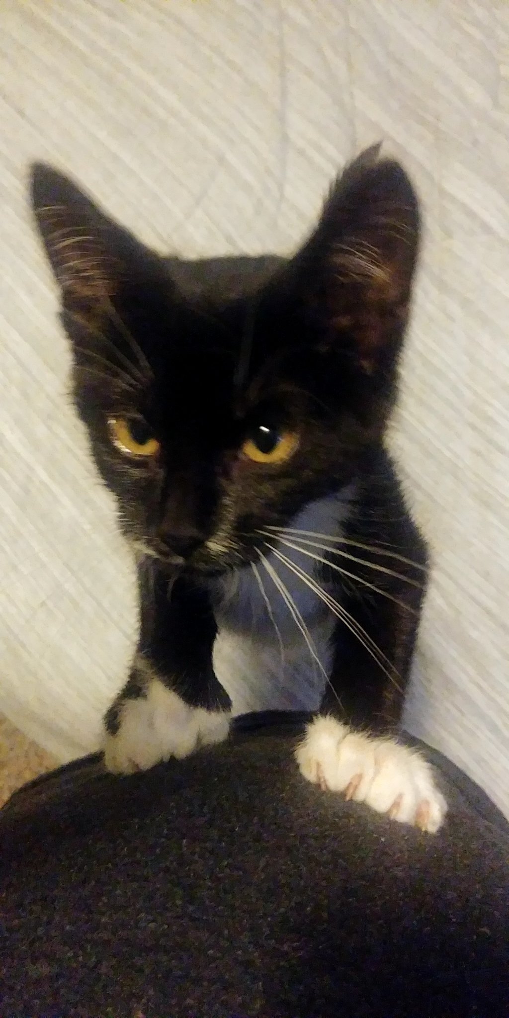 Winston79448580's profile picture. @kevinthefetus is my cat dad