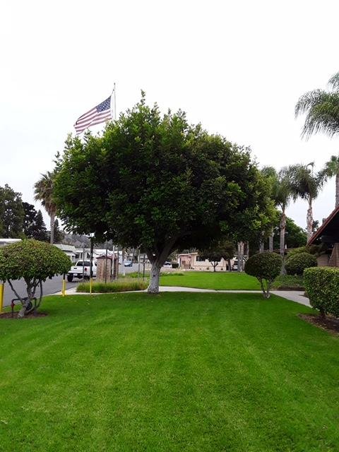 Locally owned and operated since 1972, Westturf Landscape Management has been doing business in San Diego County for over fourty years.