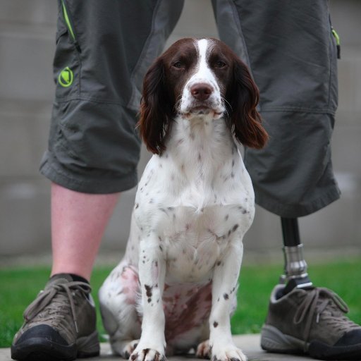 Dogs can help heal invisible wounds. #Bravehound #Veterans #Scotland #FedonVetSpec