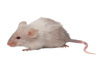 Chronicling the animal rights movement