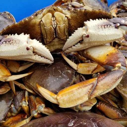Supplying wholesale Dungeness crab and Atlantic lobster to food distributors, restaurants and retail grocery operations.
We also sell direct to the public.