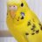 わんこいんこのアイコン