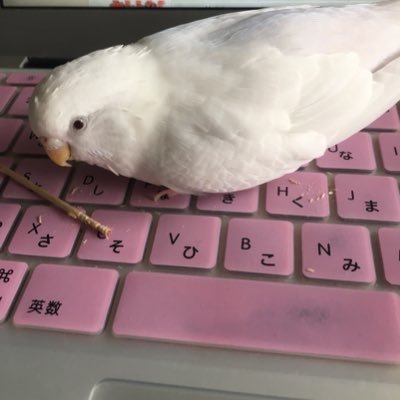 sthappy2019's profile picture. JFL時代からの鳥栖サポです♫不定期だけど駅スタゴール裏出没中♡インコをはじめ、小鳥さん大好きです♡