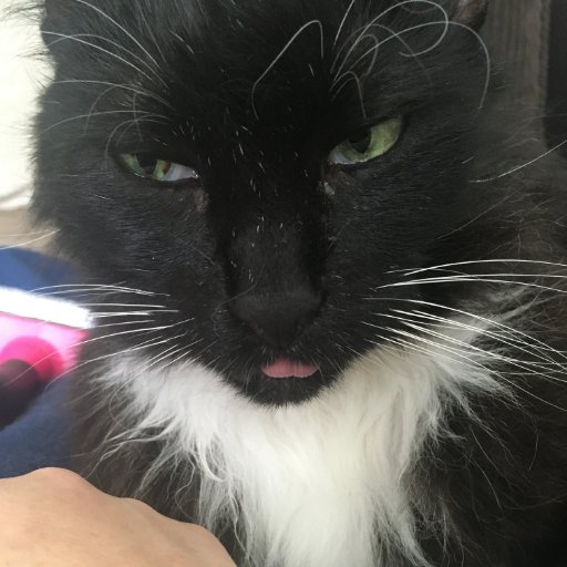 tacybtaylor's profile picture. food/beer/sports fan living it up in houston by way of hawaii, charlottesville, and boston