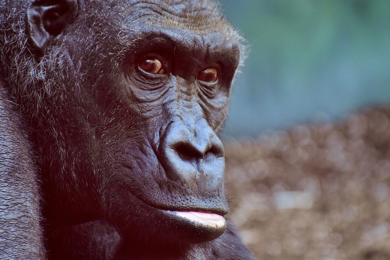 I'm a gorillia crypto trader.
Animal rights matter.
#animalrights #banana4life #wildlife #cryptocurrency #altcoin #bitcoin