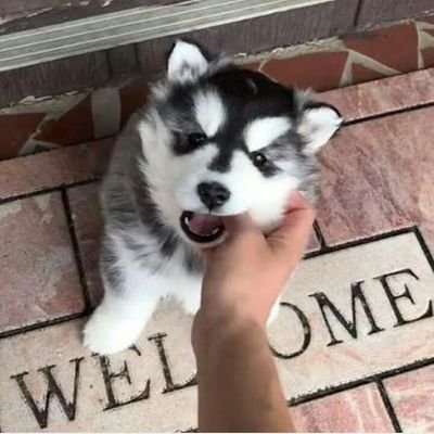 Amizade29277746's profile picture. O objetivo é criar novas amizades 💕