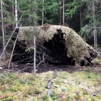 rotvelte (@rotvelte) 's Twitter Profile