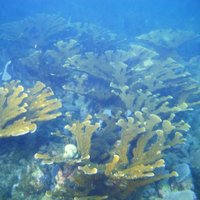 coral conserve(@conserve_coral) 's Twitter Profile Photo