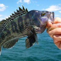 Rutgers Fisheries (@ru_fisheries) 's Twitter Profile