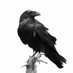 Blackbirdearth (@noneofy88049470) Twitter profile photo Blackbirdearth (@noneofy88049470) Twitter profile photo