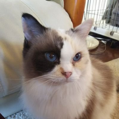 nakaharakko's profile picture. 川柳作家
名古屋で「ねじまき句会」やってます。