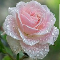 حضرميه مغتربه (@wafaahmed20) 's Twitter Profile