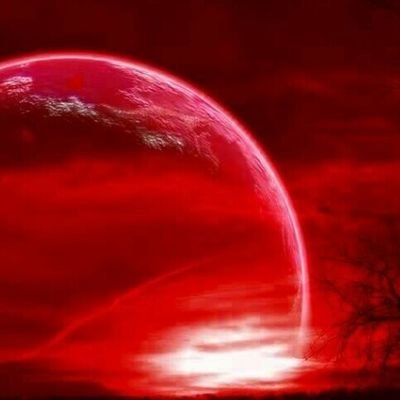 秋桜さんのプロフィール画像