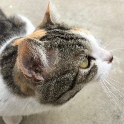 美術、建築、歴史、舞台、電車、飛行機、天文、旅行果ては脳科学からゲーム、アニメ、漫画、心理学、経済学…書ききれぬほど何でも楽しめるオールラウンダー。でも、鳥頭。フォロバはきまぐれ。Ich bin Japaner. /至高◇平沢進、新居昭乃、しろたん、ナカムラルビイ、ひげまんじゅう黒豆◇(デビュー年順、敬称略)