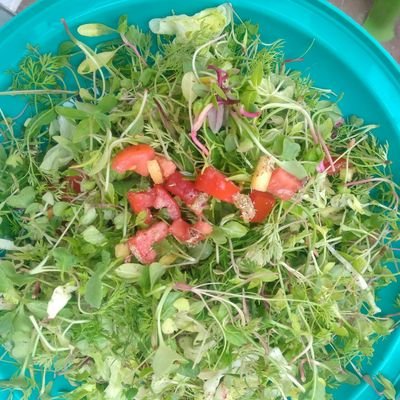 We specialise in organically grown super flavourful, nutritious and power packed microgreens,sprouts and picogreens for the discerning diner!