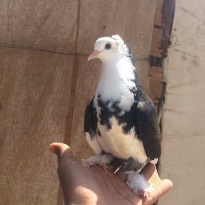 متعلم تسليط الضوء شهره اعلاميه للبيع حمام Sjvbca Org