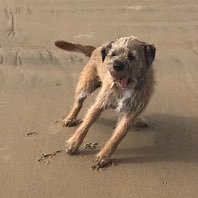 I am Reg Border Terrier. I live with my family near Brighton. I am from Cidermill Farm.