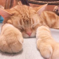 しいな* (@417desu) 's Twitter Profile