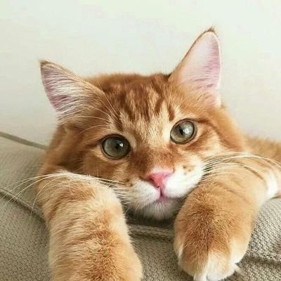 ZmcRLgI1ntQbtQ Profile Picture