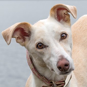 I'm Bella the Lurcher. I'm 13 yrs old (+80 in human years, so old enough!). I was rehoused by Dogs Trust & I now live with my human in Scotland. He's a bit nuts