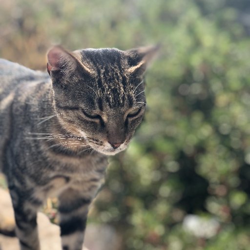 Caring for the cats on this tiny Greek island.
Donate to help fund life-saving medicines, neutering, and food all year round.
https://t.co/1IQ0aJTKkt