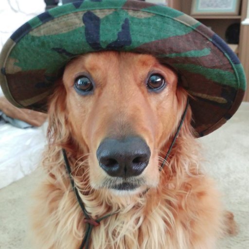 idletexan's profile picture. feral hog remediation aficionado -
ask about my 22 magnum-
management is not responsible