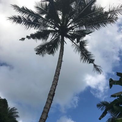 osamaalshabanah's profile picture. 
