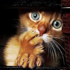 cat_in_twilight's profile picture.