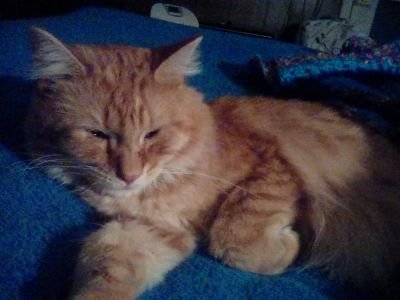 Cynthia85698619's profile picture. Animal lover, couch potato, American