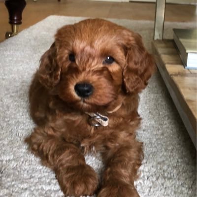 JLabradoodle's profile picture. Ik ben Jack de Labradoodle. Geboren op 9-8-2018.