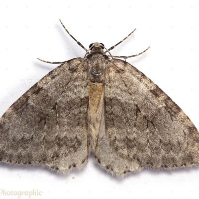 Knoxville Moths Profile