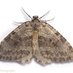 Knoxville Moths (@knoxvillemoths) Twitter profile photo Knoxville Moths (@knoxvillemoths) Twitter profile photo