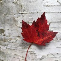 FMELA Resource Team (@fmelaresource) 's Twitter Profile