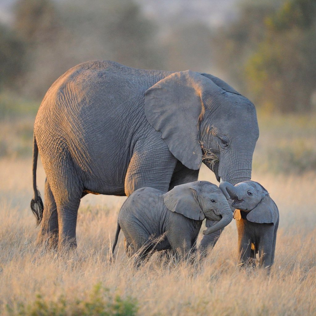 Animal lover🐾🐾🦜🐄🦌🐁🐿🦍🐘🐅🐴🐋🐟🐳🐢🦋🐝🐥🦆🦅🦉🐞🐌🐛🦐🐙#stopwildlifeloss #wildlifer #RogerFederer 🎾#endhunting #wildlifeconservation☘️🌲💐🇨🇦