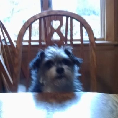 Catholic, Love Jesus, ProLife, America First, 2A, Trump and MAGA! Love gardening, Love dogs, CAPITALISM, Save the children
