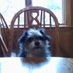 Itsadogslife (@lfsweets) Twitter profile photo Itsadogslife (@lfsweets) Twitter profile photo