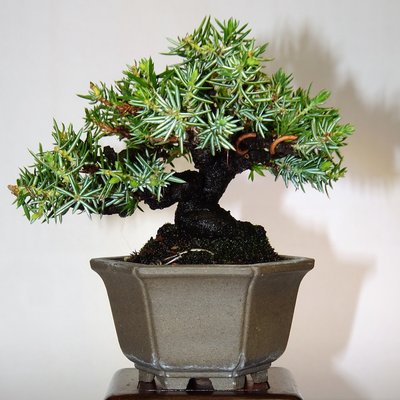大島小品盆栽一位 盆栽 大島桜 Oshima Cherry Tree Bonsai #117 | Oh! BONSAI