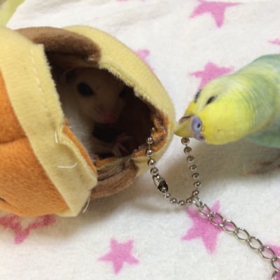 2KcPVbP2poopYH3's profile picture. アウトドア、BODYboard、海、キャンプ、難しい迷路、カマキリ、酒、楽しい仲間、動物園のふれあい広場、車の運転、刺身、釣り、ハンモック、YouTube、が好きです