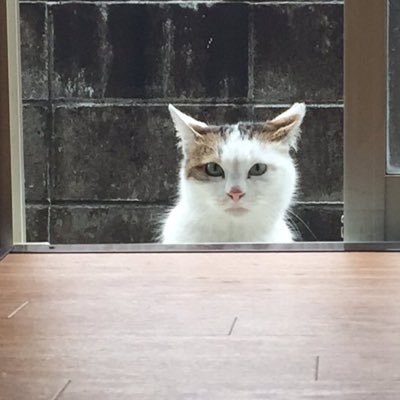 Anboo 香川シャルケ相手にするとめっちゃゴール決めるな Anboo 香川シャルケ相手にするとめっちゃゴール決めるな