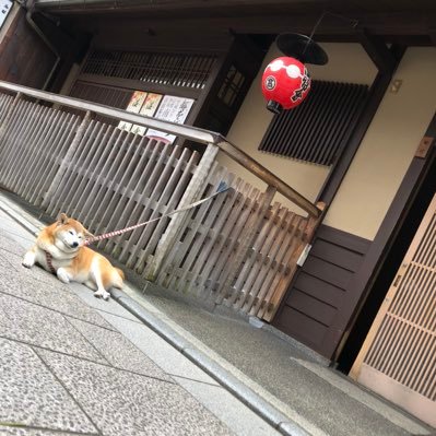 横尾 泰河 Afterjank85 Twitter
