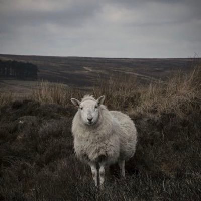 ScorpioPress's profile picture. I’m a bestselling indie author who supports other indie authors. I’ll show you how to connect with your readers and sell more books.