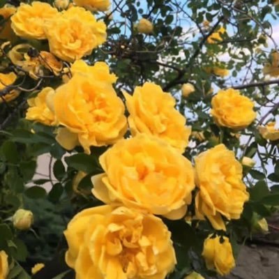 sara_moha23's profile picture. مثل النجمه بداخلـي متبـاهيه بنـورك⭐️.                                      طالبة تصميم داخـلي⭐️💛..