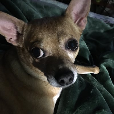 bitsintime's profile picture. Love President Trump, MAGA , support Israel, love animals, humor, retired Hospice Social Worker, retweets not necessarily my opinion, no dm’s,