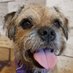Maximus (@borderscouse) Twitter profile photo Maximus (@borderscouse) Twitter profile photo