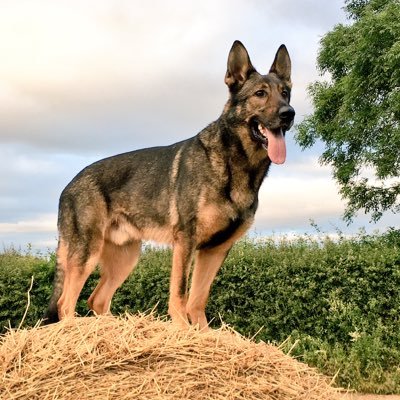 RPD_Axel's profile picture. Recently retired, legend of a Police dog! Now living his life in rural Devon with 2 doggy friends.  Former holder of @TPD_Brock’s account.