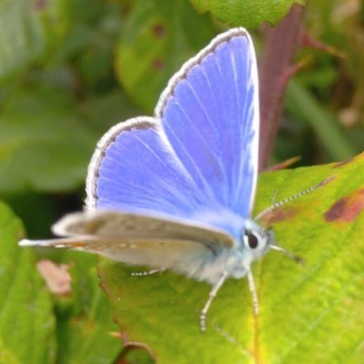 Lisa_Walton's profile picture. Golden lads and girls all must, as chimney sweepers come to dust.