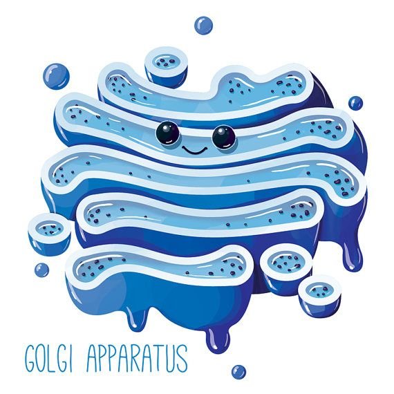 GaryGolgi's profile picture. Vote for Gary Golgi in the 2018 Crestwood “Most Important Organelle” election!!!!!!!!!!! #cellwarsMrsS2018_06🏘💌📮