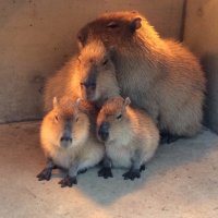 りのん (@linon_non) 's Twitter Profile